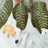Dieffenbachia Camilla