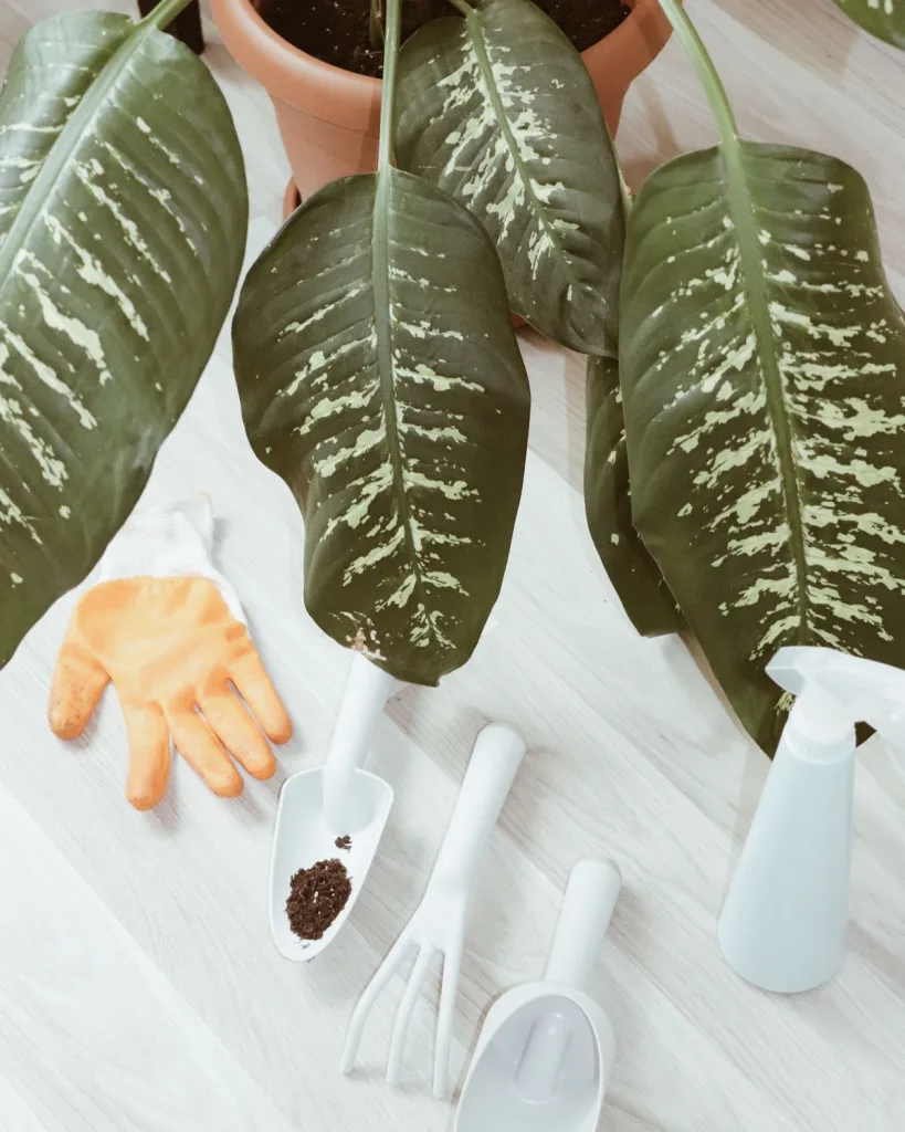 Dieffenbachia Camilla