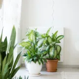 Dieffenbachia Camilla