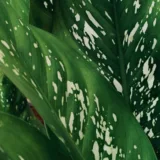 Dieffenbachia Mary