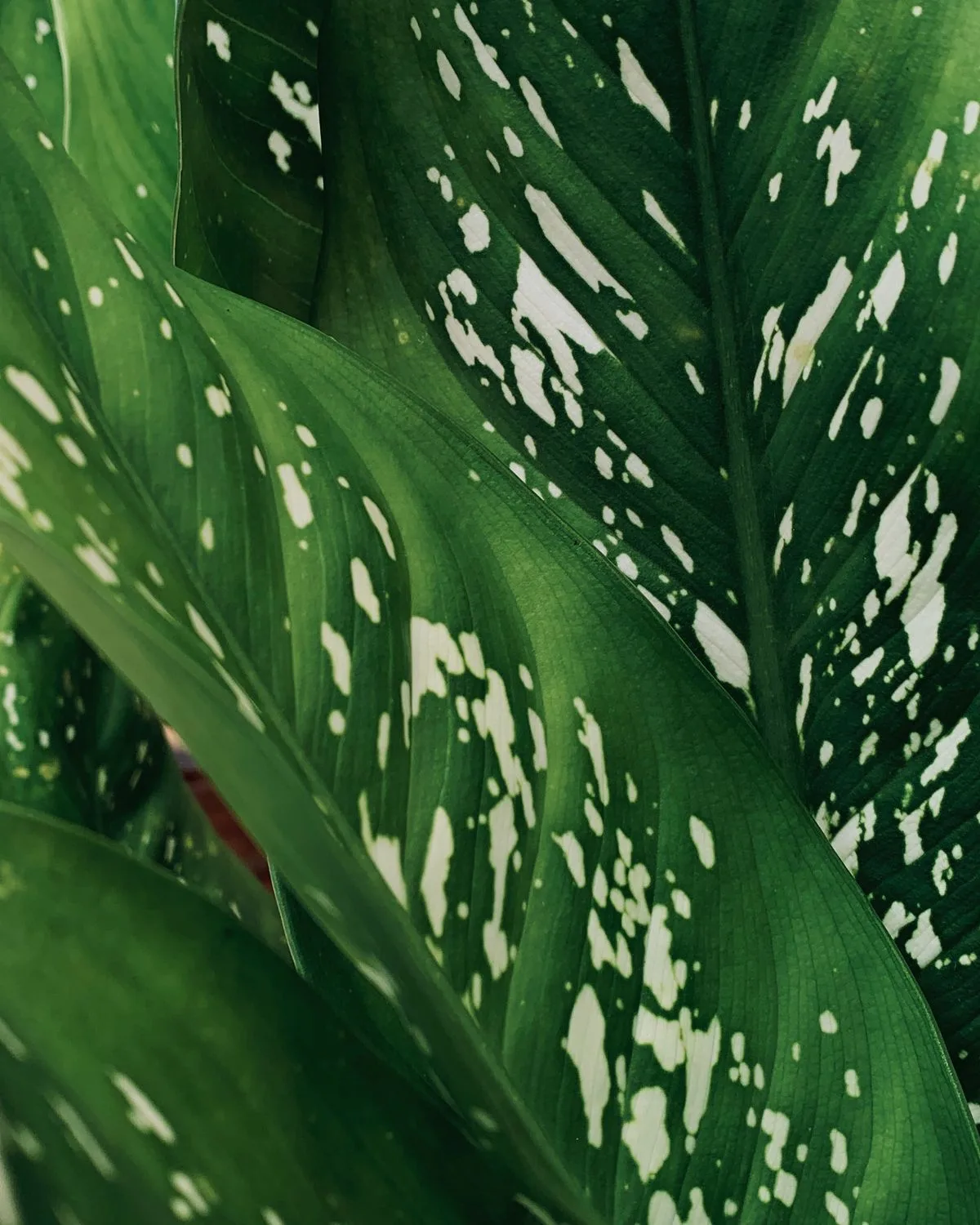 Dieffenbachia Mary