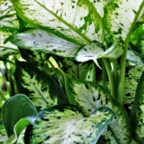 Dieffenbachia Mary