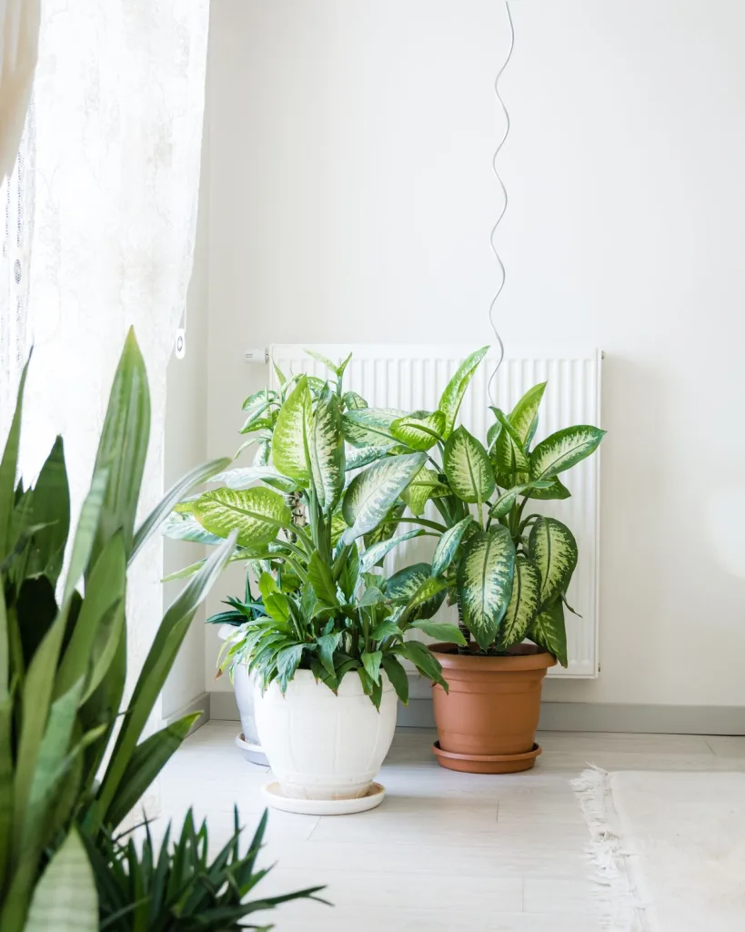 Dieffenbachia Tropic Marianne