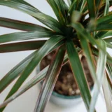 Dracaena Mahatma Varigated