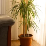Dracaena Mahatma Varigated
