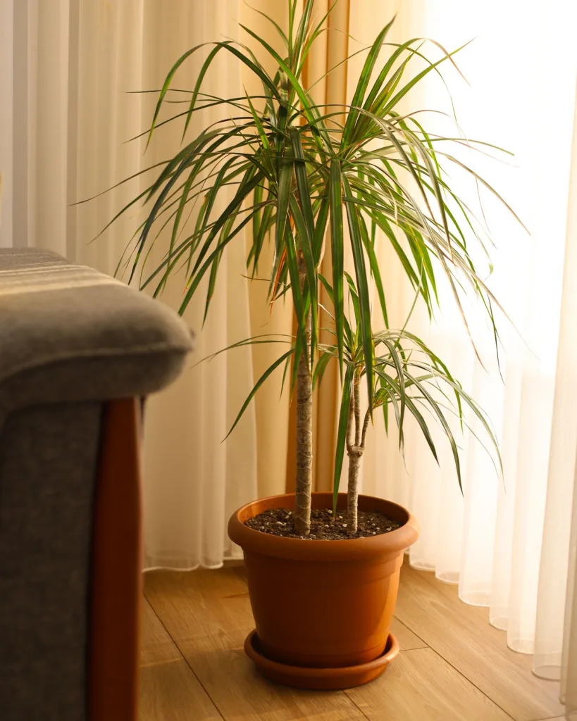 Dracaena Mahatma Varigated