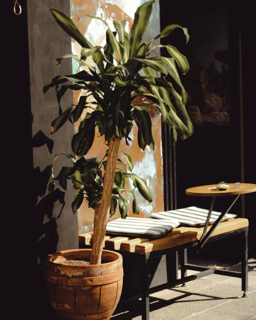 Dracaena Massangeana, Dracaena fragrans