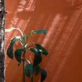Dracaena Massangeana, Dracaena fragrans