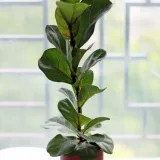 Dwarf Fiddle Leaf Fig (Bambino)