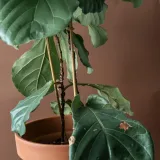 Dwarf Fiddle Leaf Fig (Bambino)