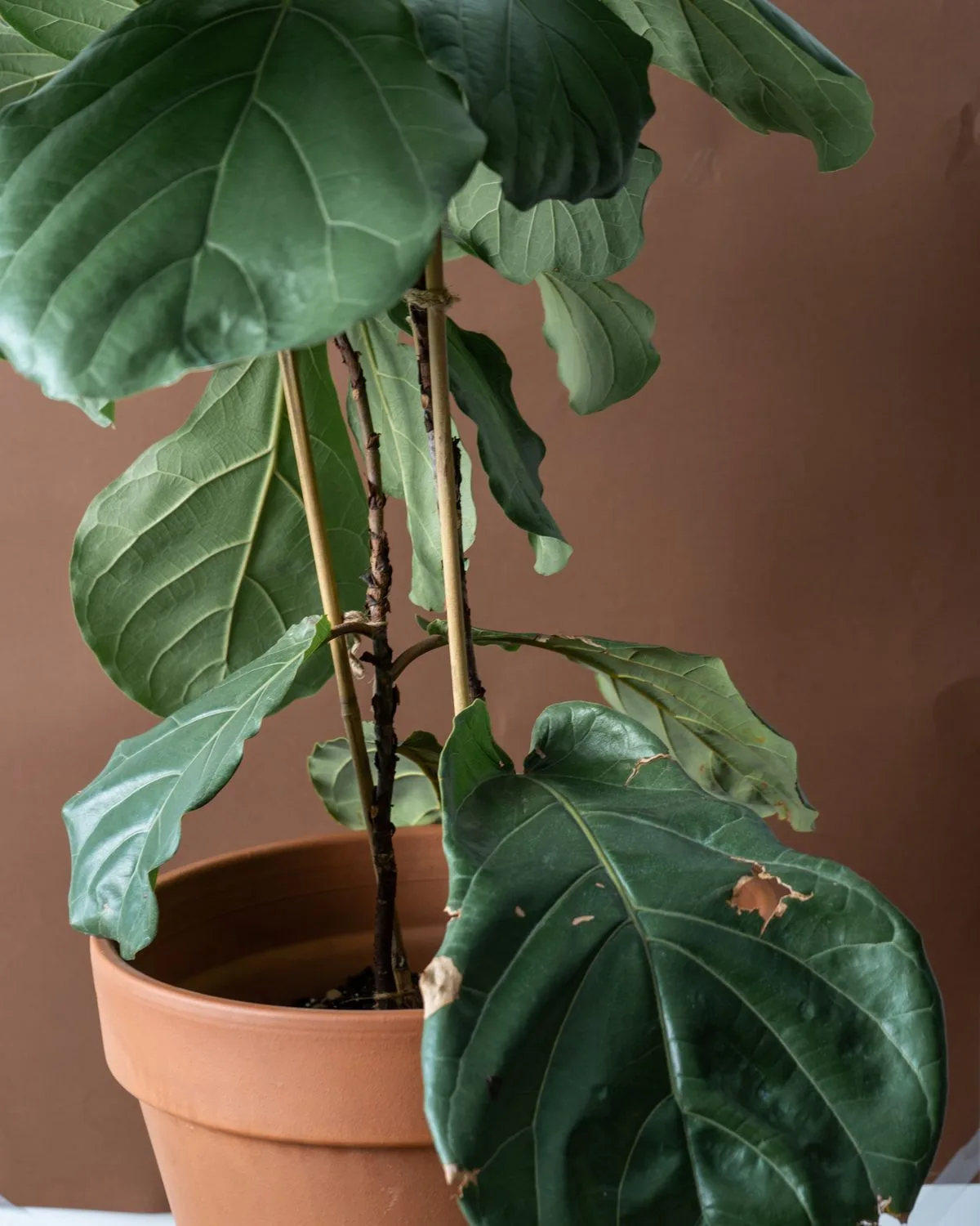 Dwarf Fiddle Leaf Fig (Bambino)