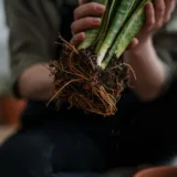 Dwarf Snake Plant (Hahnii)