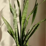 Dwarf Snake Plant (Hahnii)
