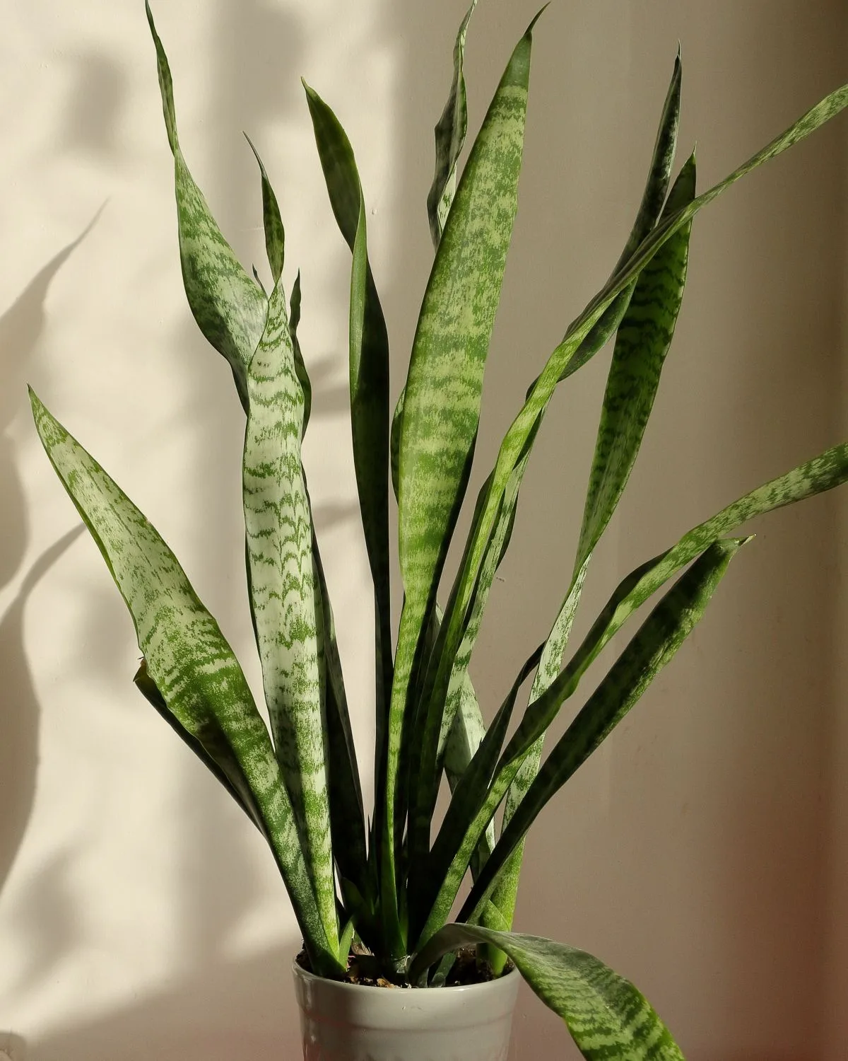 Dwarf Snake Plant (Hahnii)