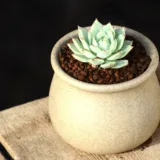 Echeveria Melaco