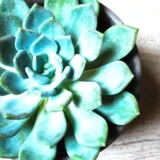 Echeveria Melaco