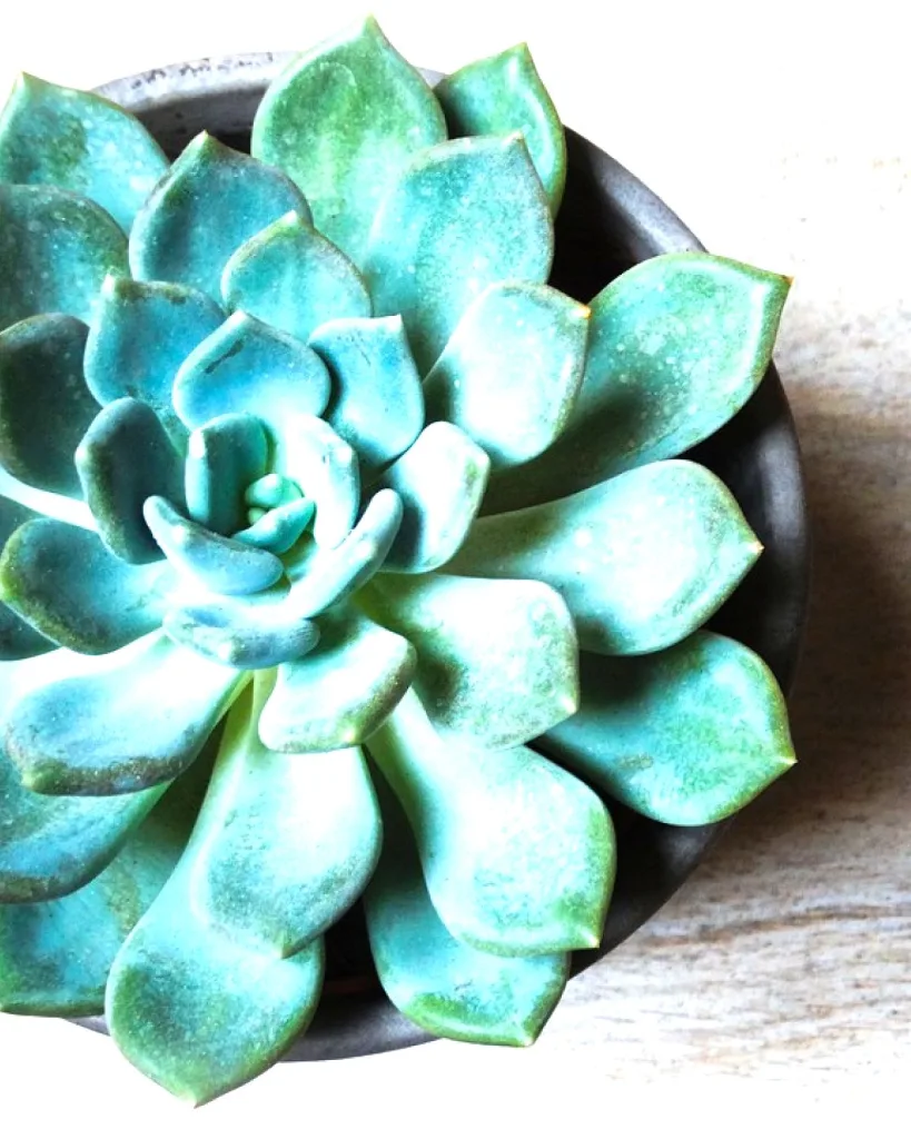 Echeveria Melaco