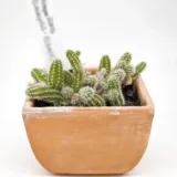Echinopsis species