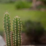 Echinopsis species