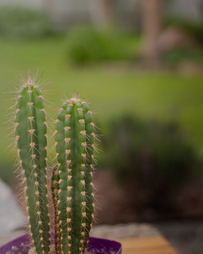 Echinopsis species