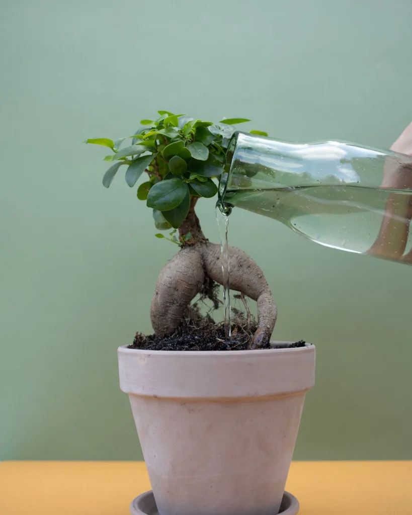 Ficus Benjamina, Weeping Fig