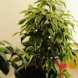 Ficus Benjamina, Weeping Fig