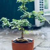 Ficus Bonsai