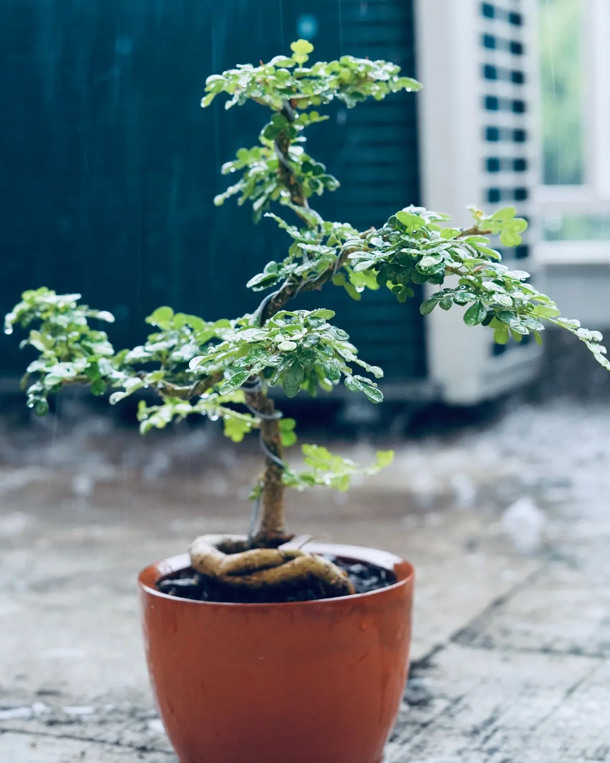 Ficus Bonsai