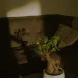 Ficus Bonsai