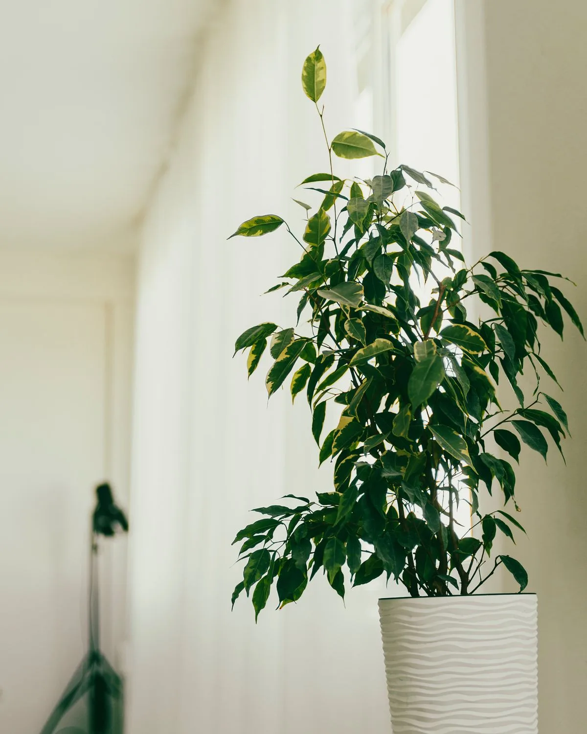 Ficus Starlight, Ficus benjamina