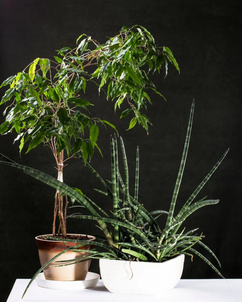 Ficus benjamina variegata, Variegated Weeping Fig