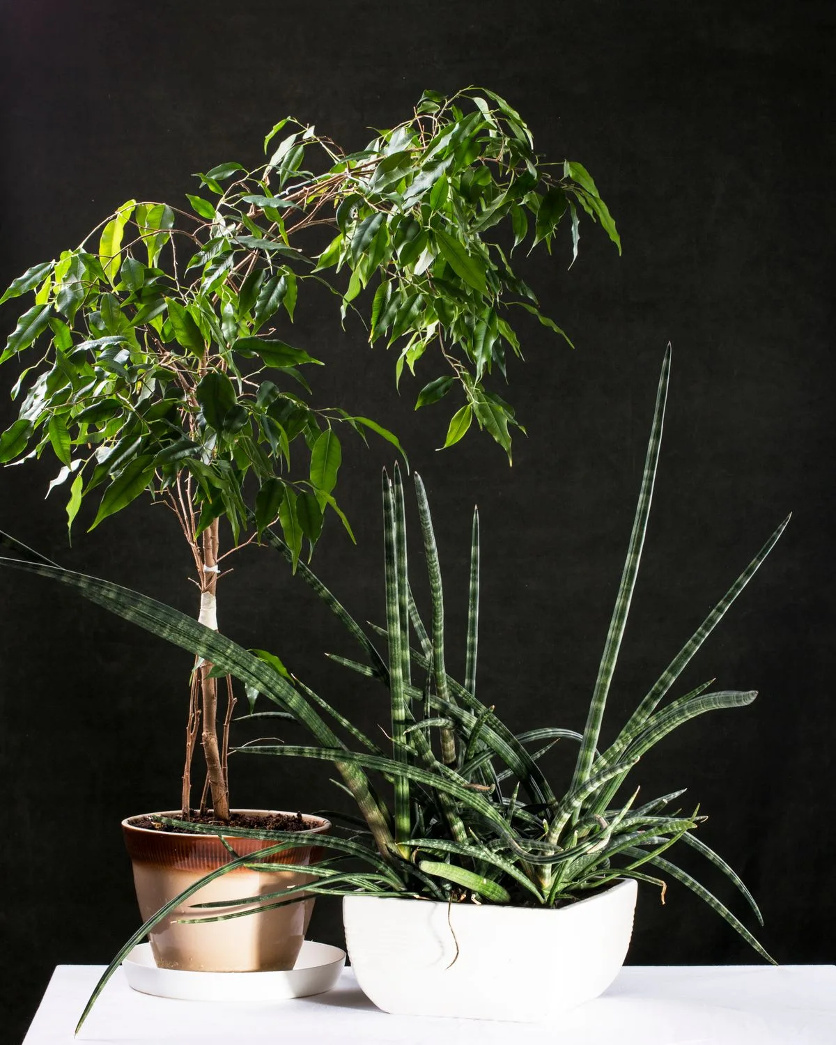 Ficus benjamina variegata, Variegated Weeping Fig