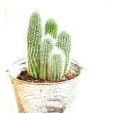 Fishbone Cactus