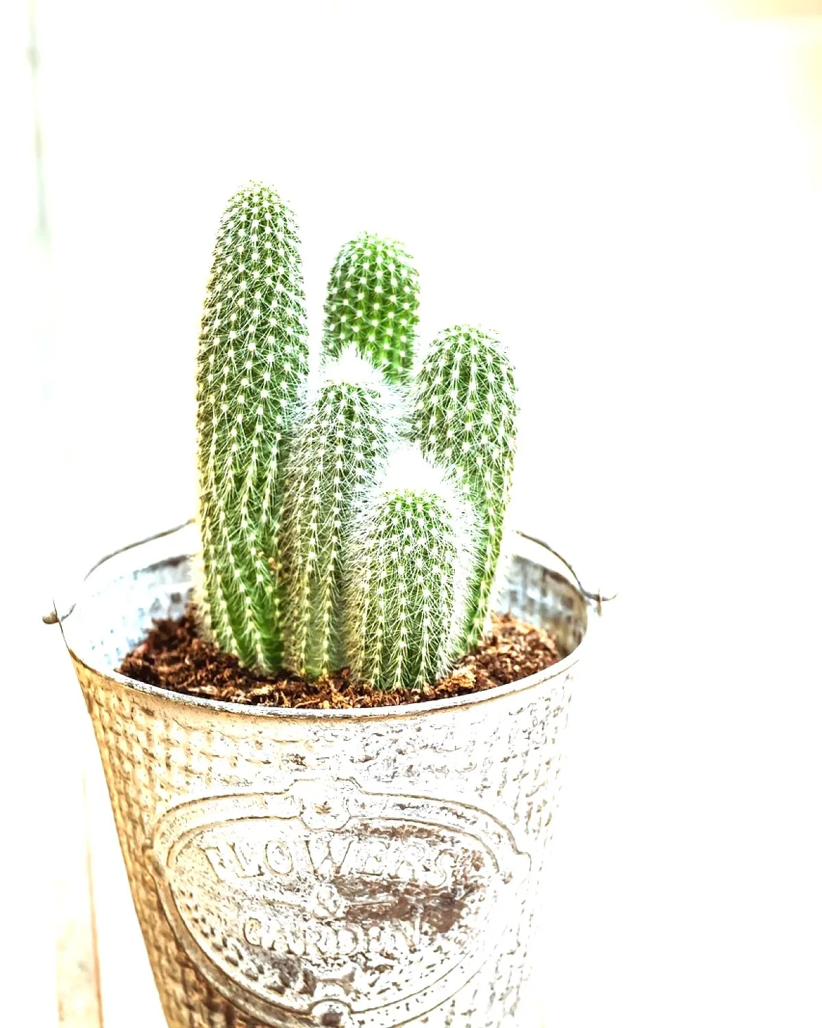 Fishbone Cactus