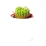 Fishbone Cactus