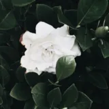 Gardenia, Ananta