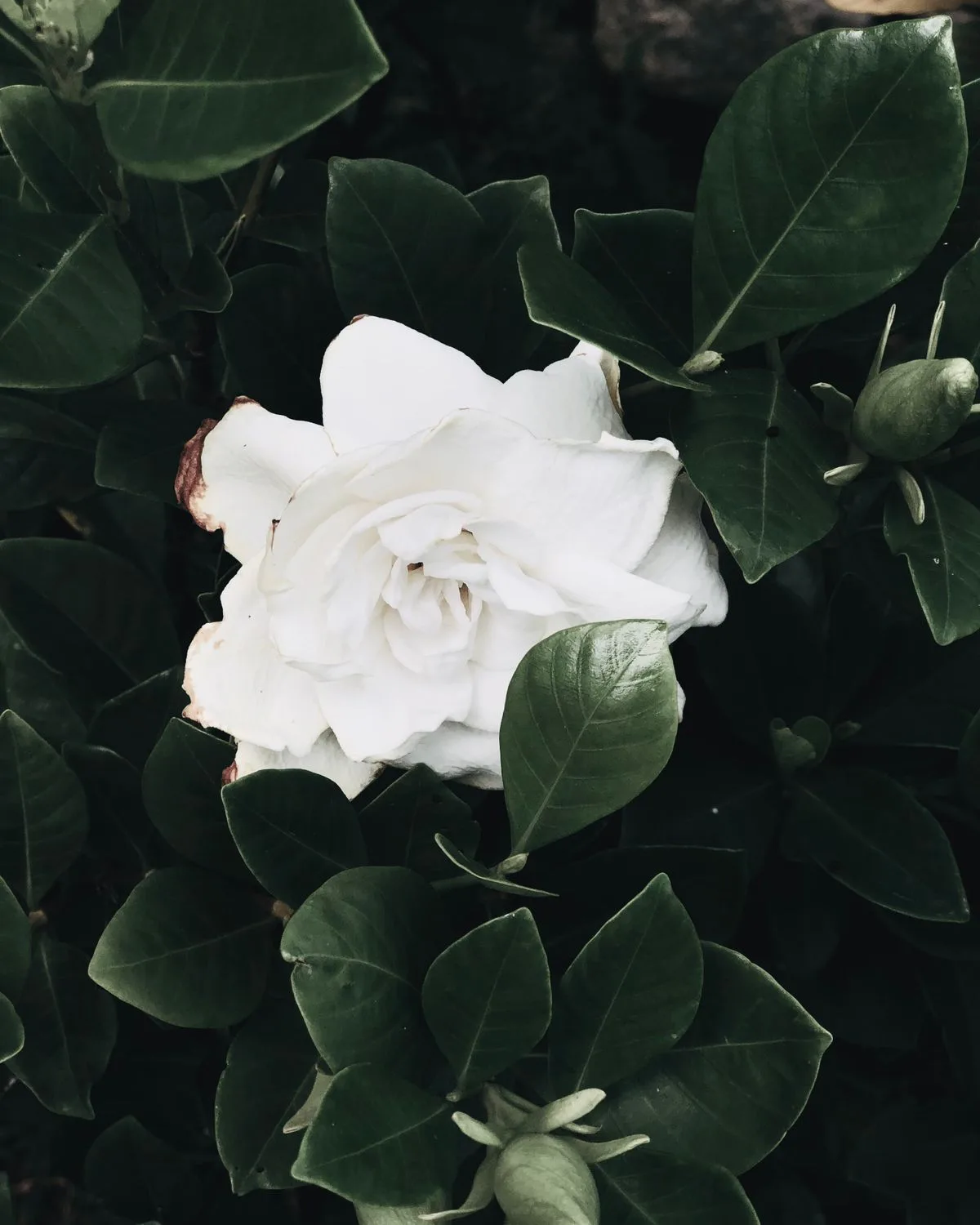 Gardenia, Ananta