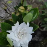 Gardenia Dwarf, Ananta Dwarf