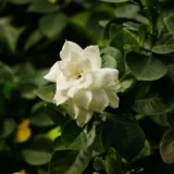 Gardenia Dwarf, Ananta Dwarf