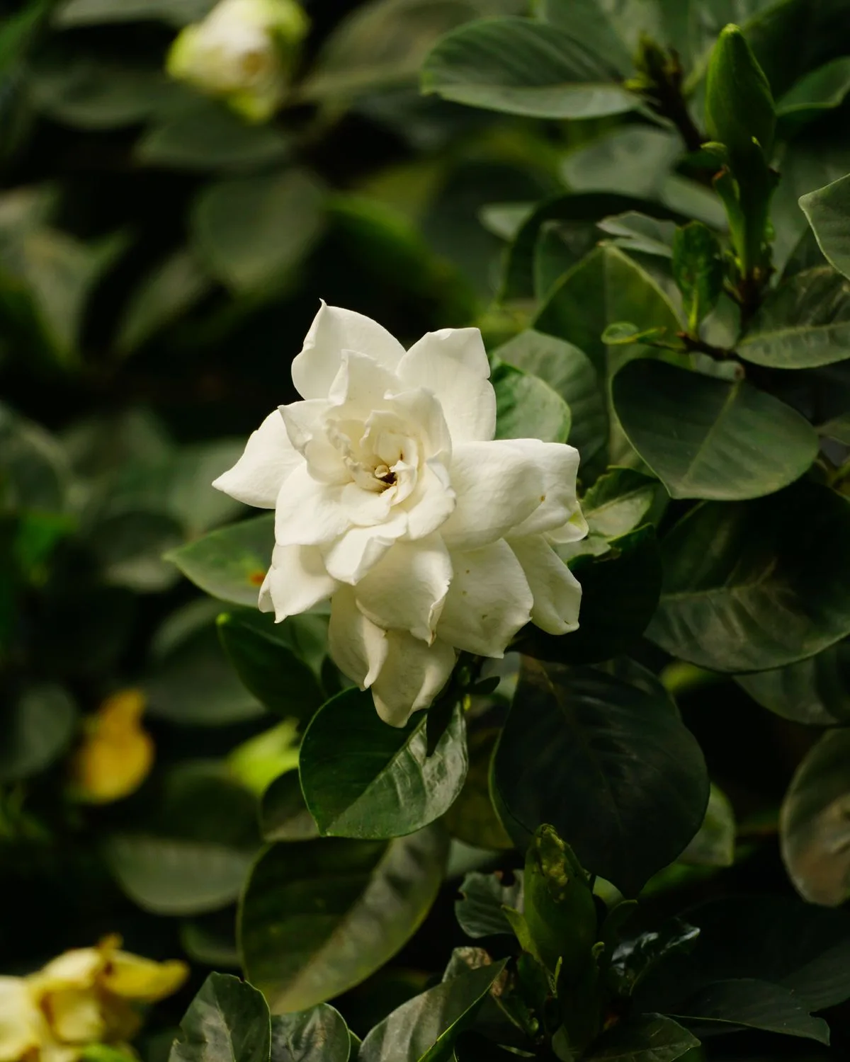 Gardenia Dwarf, Ananta Dwarf
