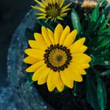 Gazania (Orange)