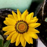 Gazania (Orange)