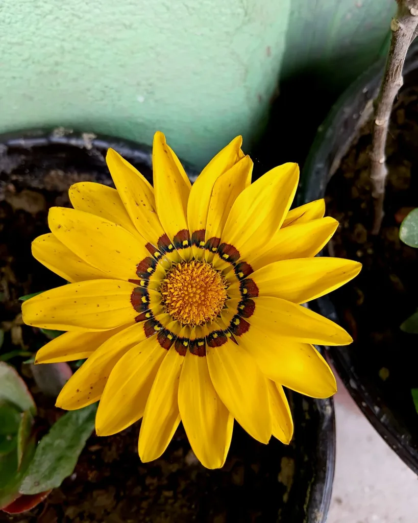 Gazania (Orange)