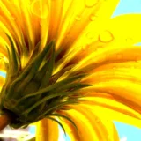 Gazania (Yellow)