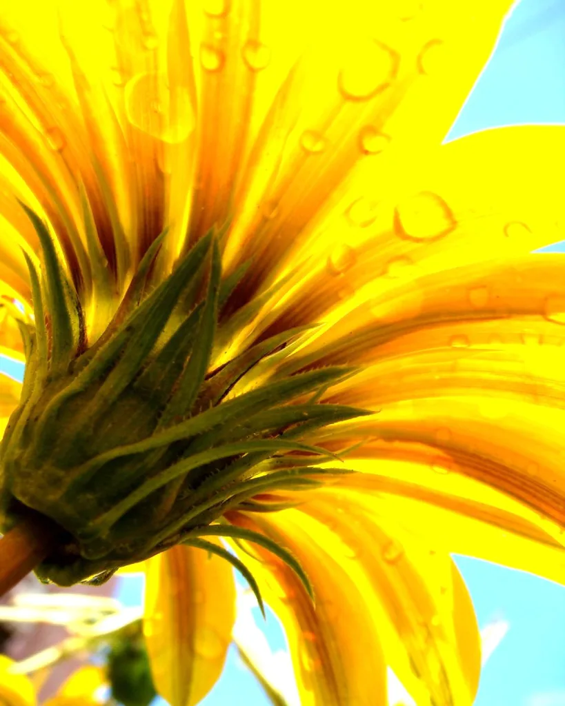 Gazania (Yellow)