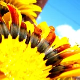 Gazania (Yellow)