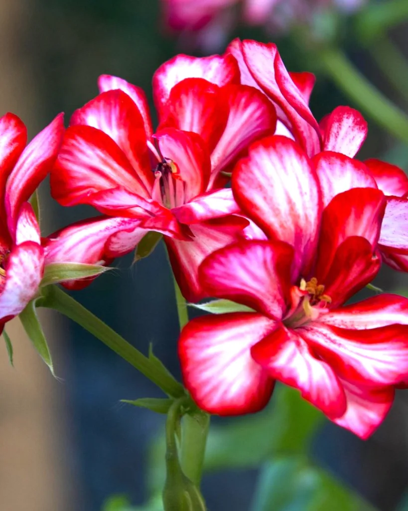 Geranium Ivy, Geranium Creeper (Baby Pink)