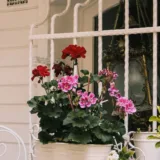 Geranium Ivy, Geranium Creeper (Red)