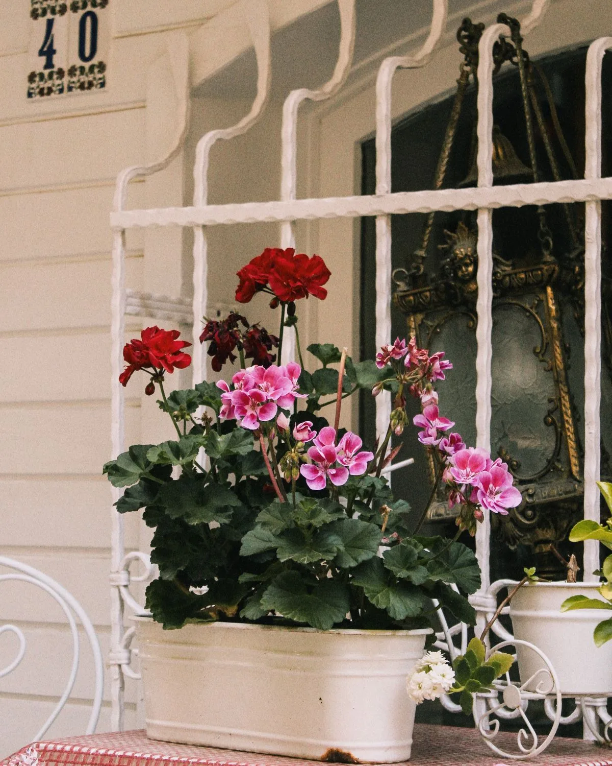 Geranium Ivy, Geranium Creeper (Red)