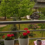 Geranium Ivy, Geranium Creeper (Red)
